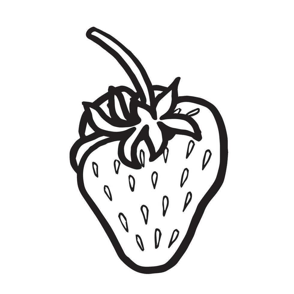 Strawberry hand drawn isolated illustration for food product desing. Fresh garden berries black and white, healthy food. Summer fruit in line art style for cosmetic and textile. vector