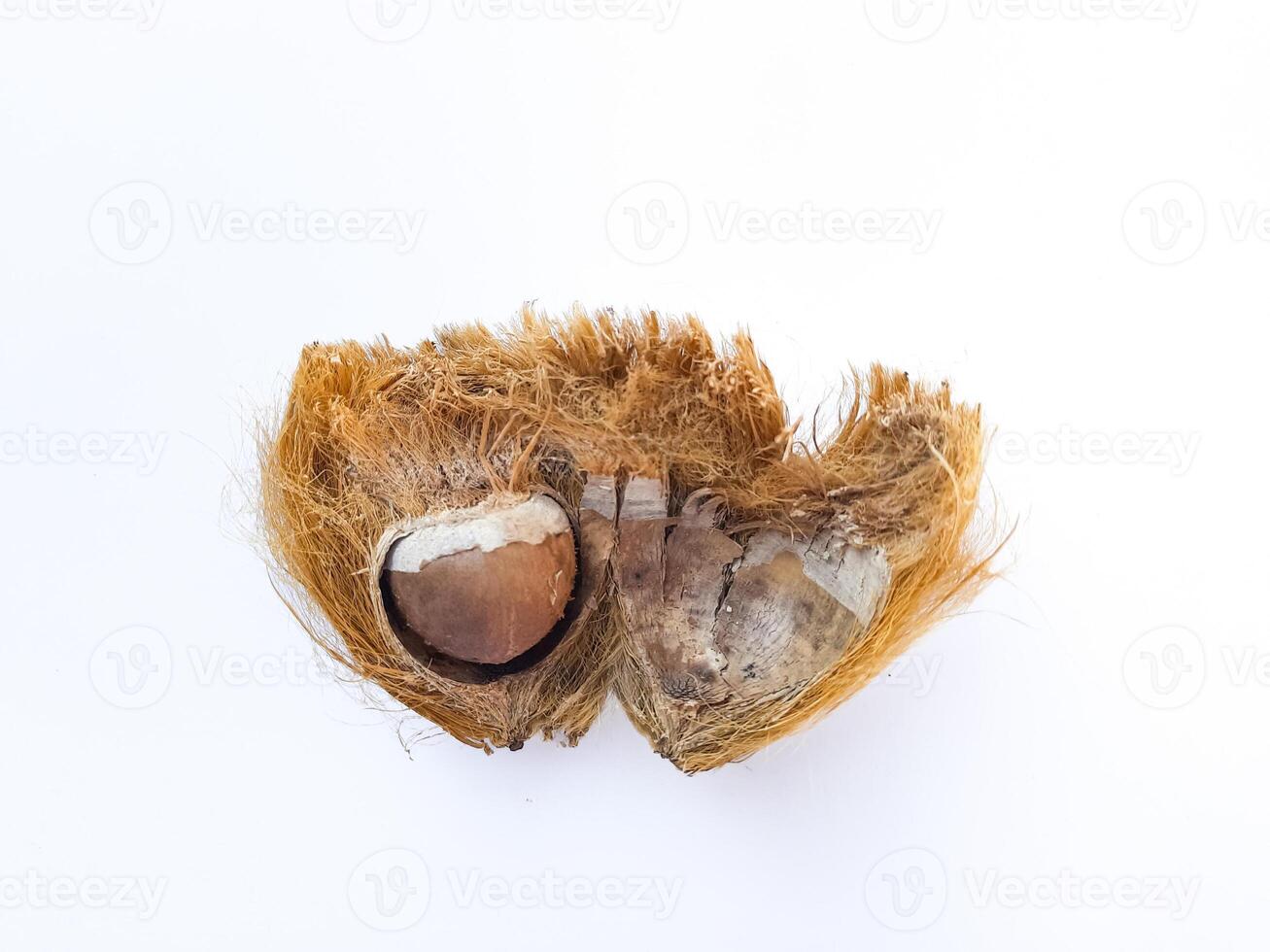 Dried Areca Nut with Husk Removed Isolated on White Background photo