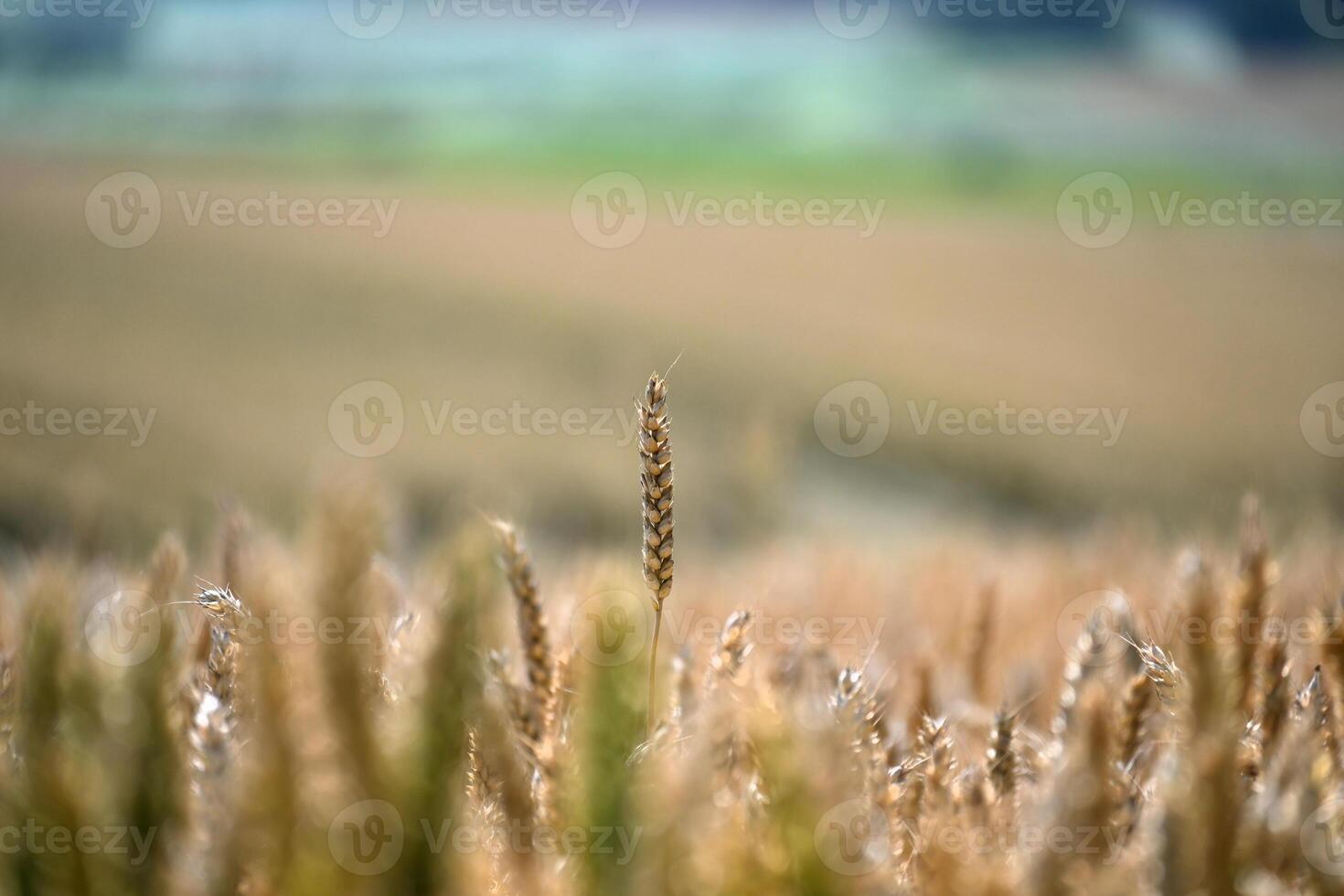 Golden wheat field scene, bathed in warm sunlight during a summer day. photo