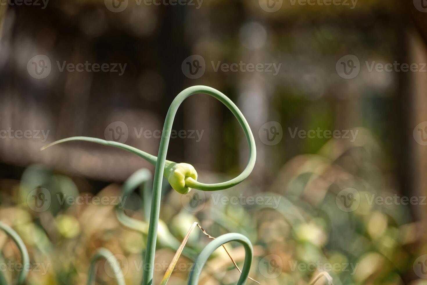 A unique perspective of a garlic scape's spiral shape, showcasing its fresh green color and growth. photo