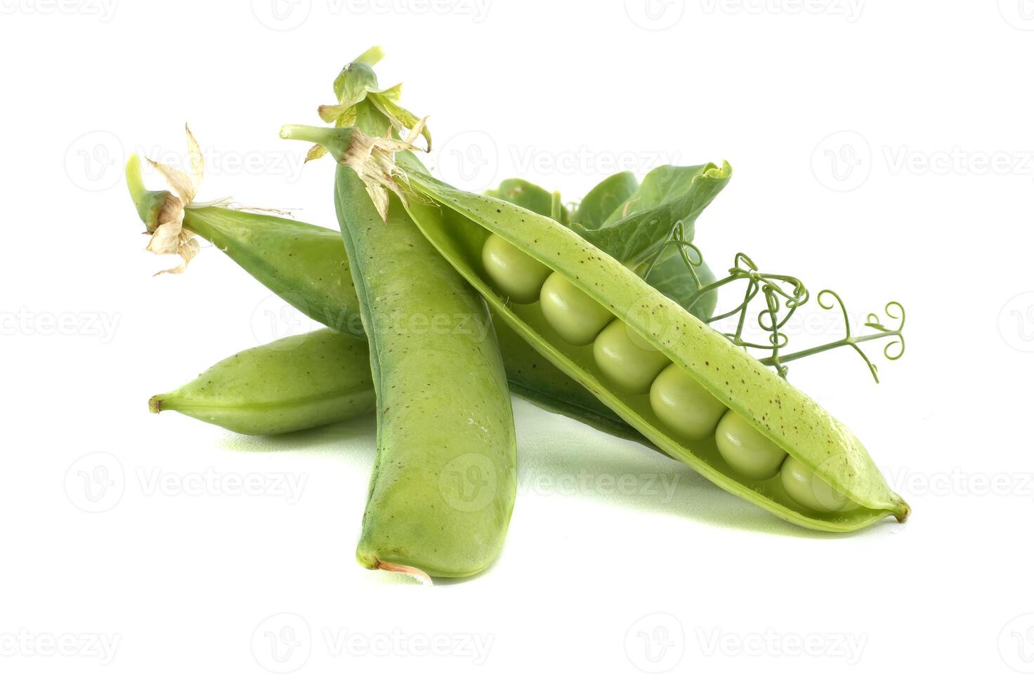 Freshly picked pea pods, bursting with plump, green peas, are a healthy, delicious food source. photo