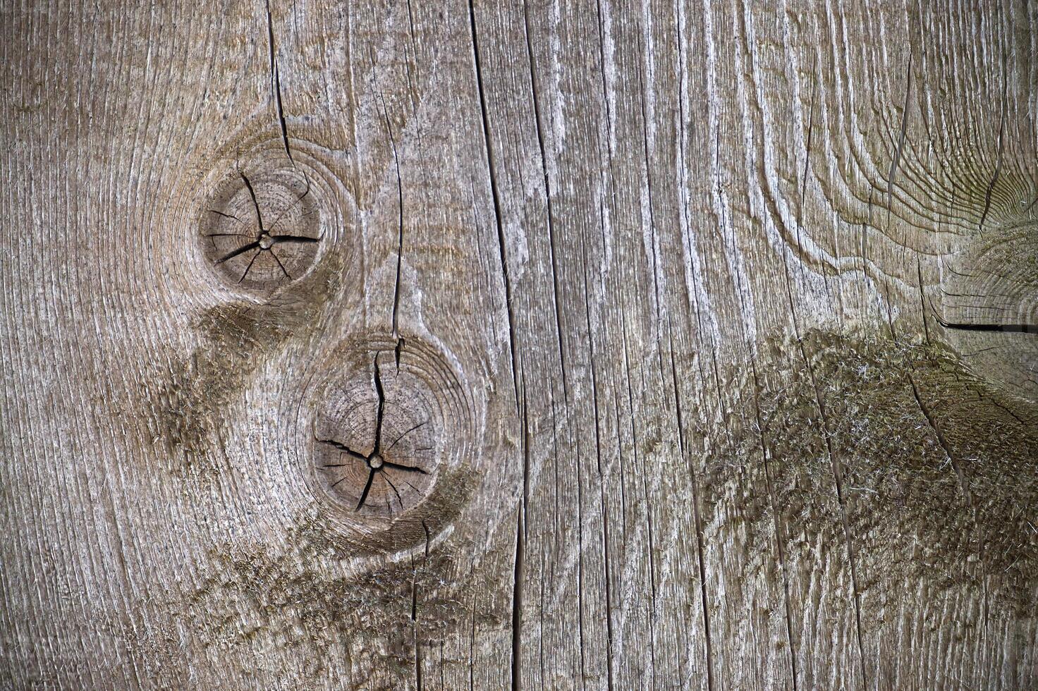 Detailed image of textured weathered wood showing knots and cracks in a close-up view. photo