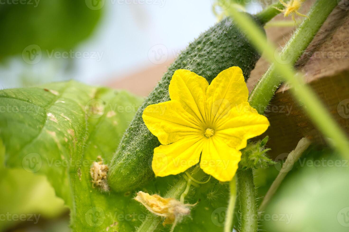 Cucumber with yellow flower in garden photo