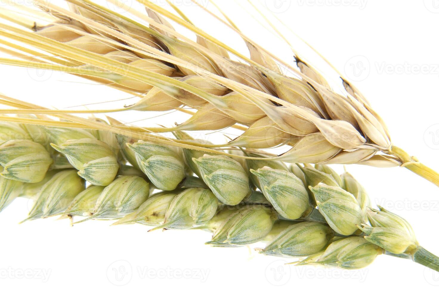 Close-Up of Wheat and Barley Heads Isolated on White photo