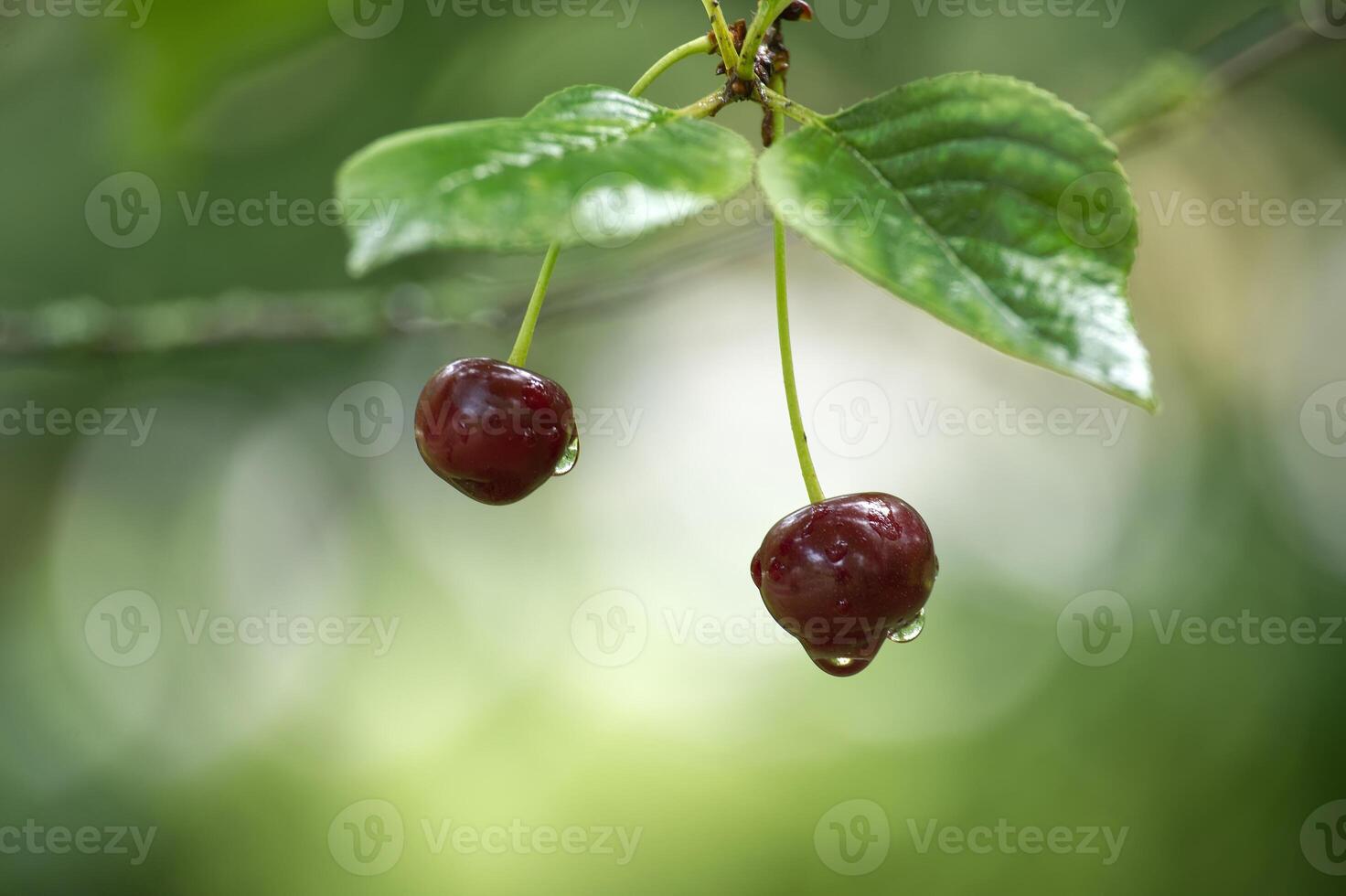 Cherries with water droplets photo