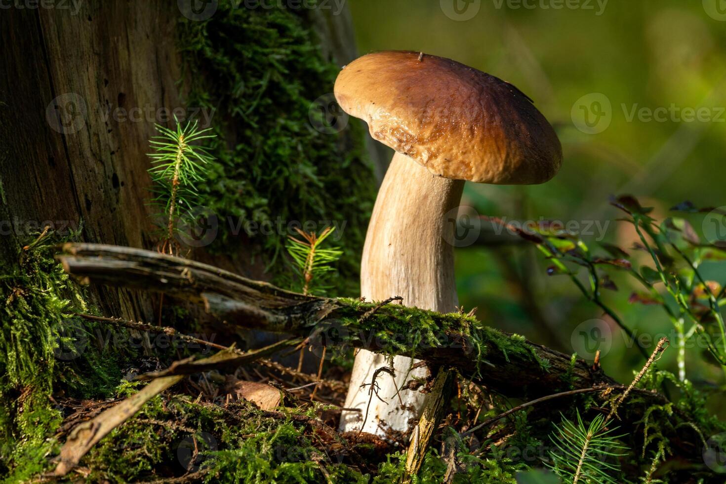 Mushroom growing in greenery photo