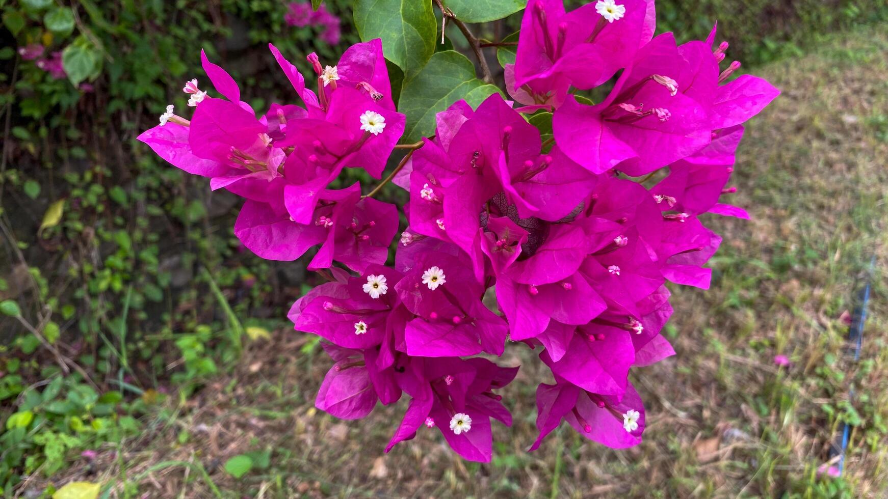 Vibrant Bougainvillea in Bloom photo