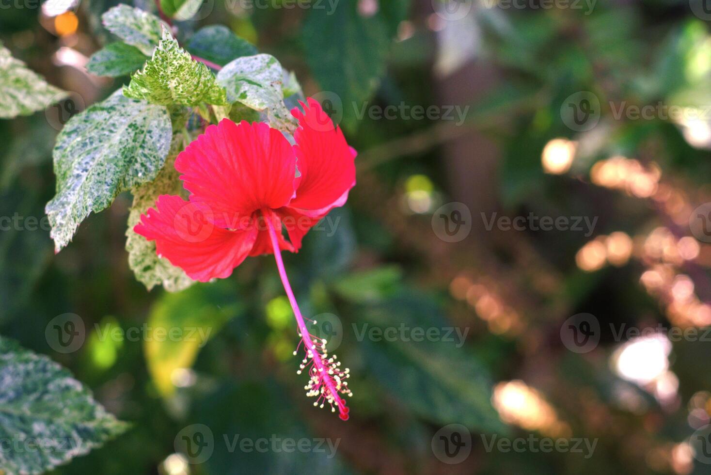 Red hibiscus flower in the garden photo