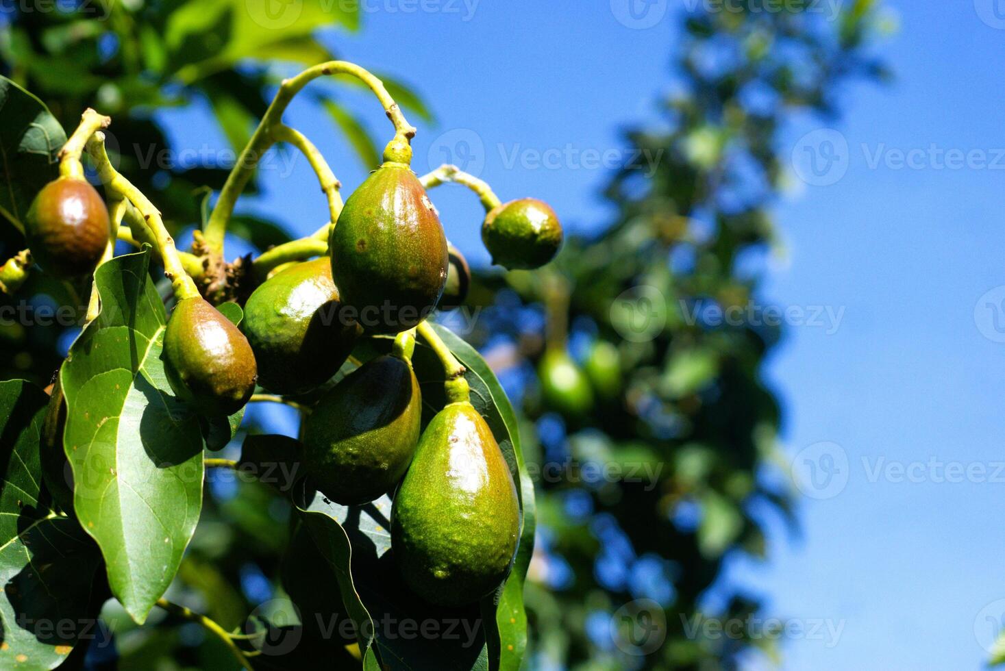 Young avocado fruit hanging on the tree photo