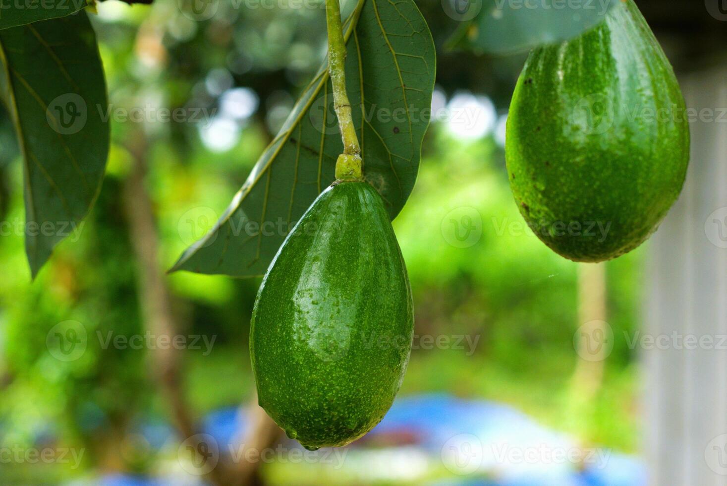 close up of avocados hanging on the tree photo