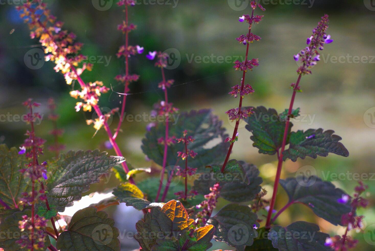 beautiful red shiso or perilla flower in garden at morning with sunlight photo