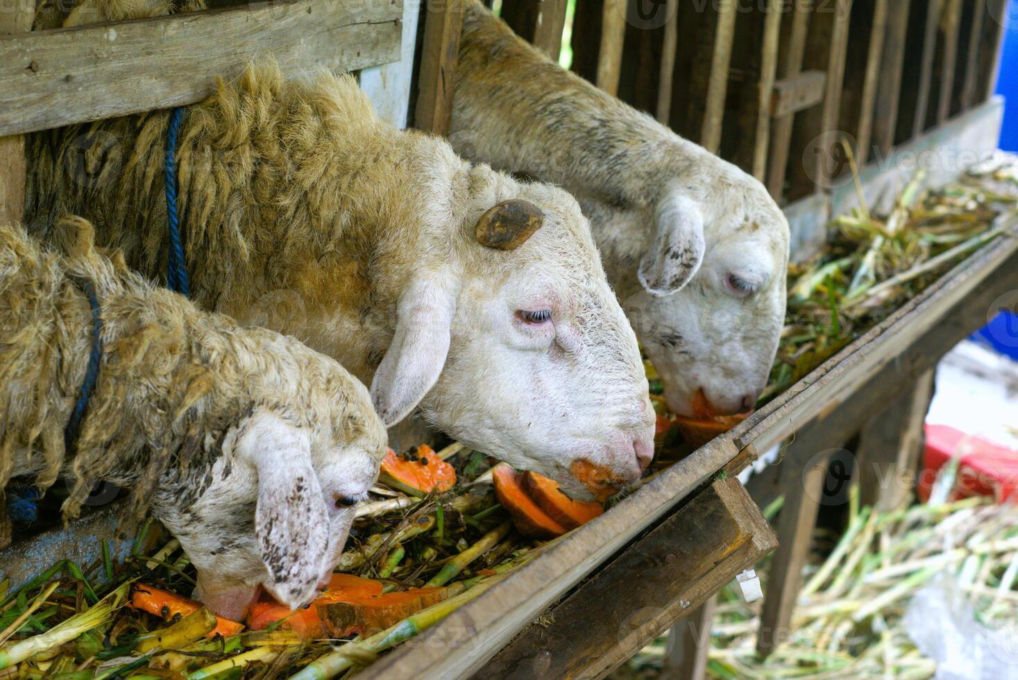 goat eating the food from the cage photo