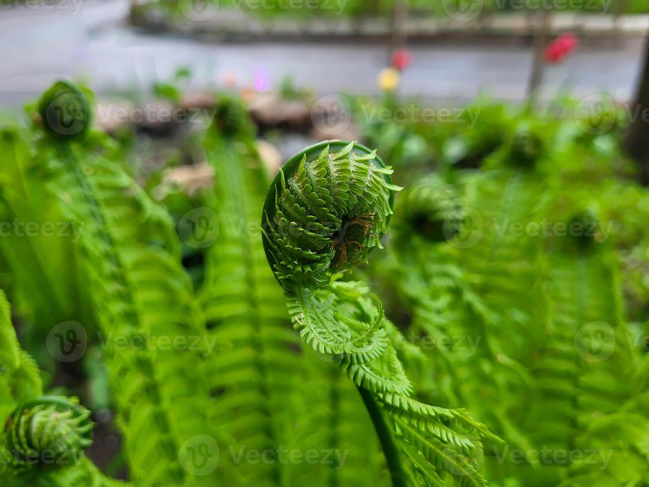 Curves of fresh spring ferns. In the yard, on a flower bed, green ferns are twining on a sunny spring day photo