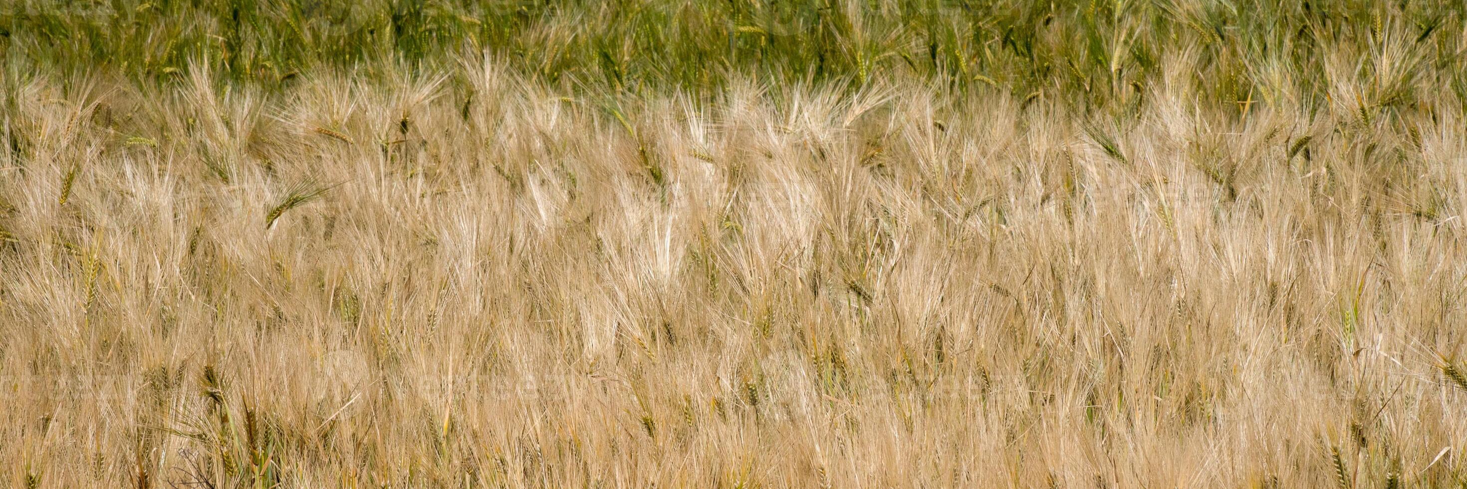 Golden barley waves whisper secrets to the sky, echoing Lammas harvest dreams and ancestral agrarian magic photo