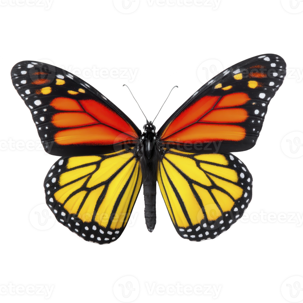 Vibrant monarch butterfly with striking orange and black wings, featuring white spots, is displayed against plain background. Its delicate beauty and intricate patterns captivate viewer png