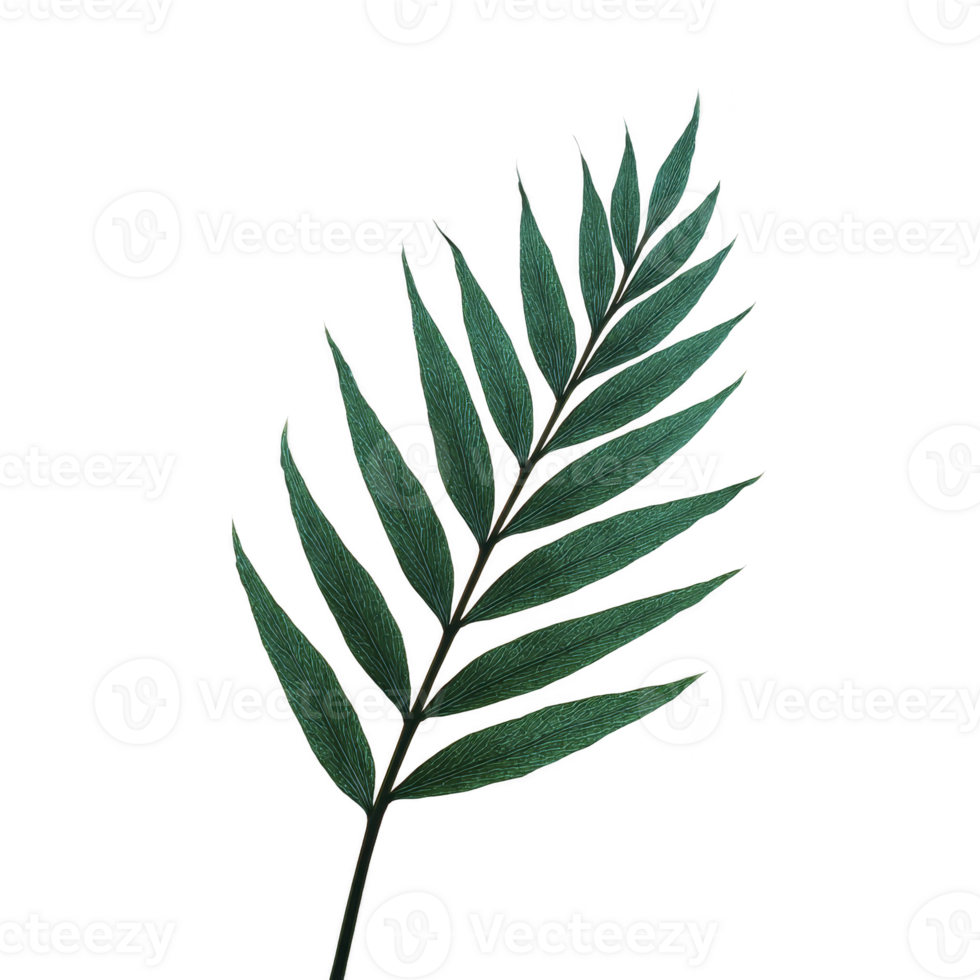 Single green fern leaf with detailed texture and natural appearance, isolated on transparent background. leaf intricate pattern and vibrant color evoke sense of freshness and tranquility png