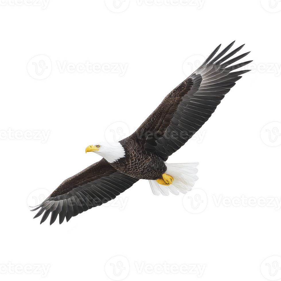 Majestic bald eagle soars through sky, its wings fully extended and feathers detailed against clear background. bird sharp gaze and powerful presence evoke sense of freedom and strength png