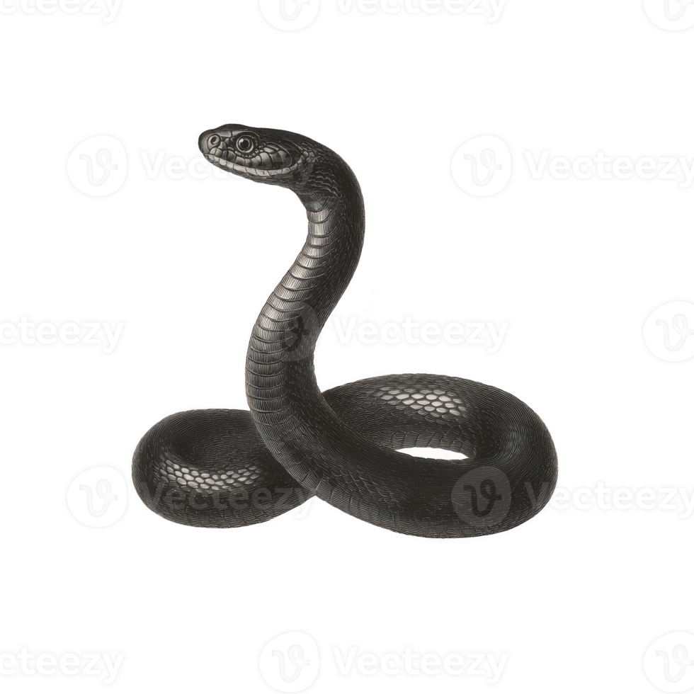 Coiled black snake with raised head and smooth scales, appearing alert and poised. snake sleek body and shiny texture are highlighted against plain background png