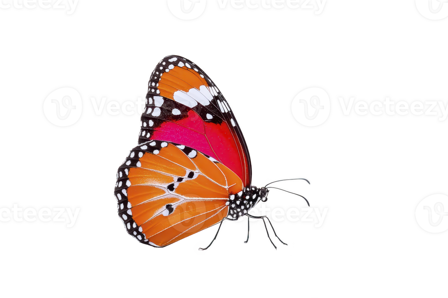 Vibrant orange and black butterfly with white spots on its wings is depicted against plain background, showcasing its delicate beauty and intricate patterns png