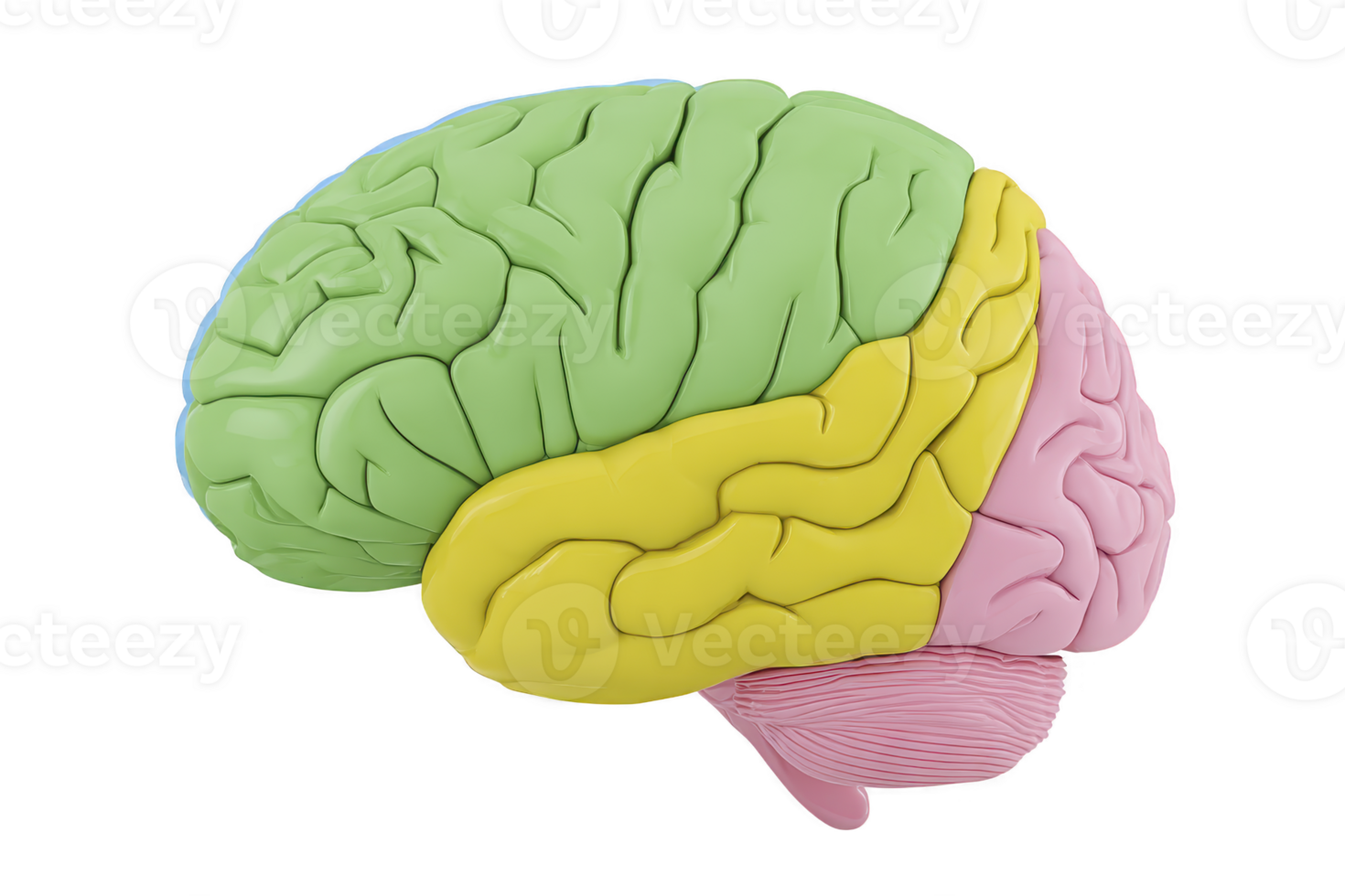Colorful 3D model of human brain highlighting different regions in green, yellow, and pink, illustrating brain anatomy and structure png