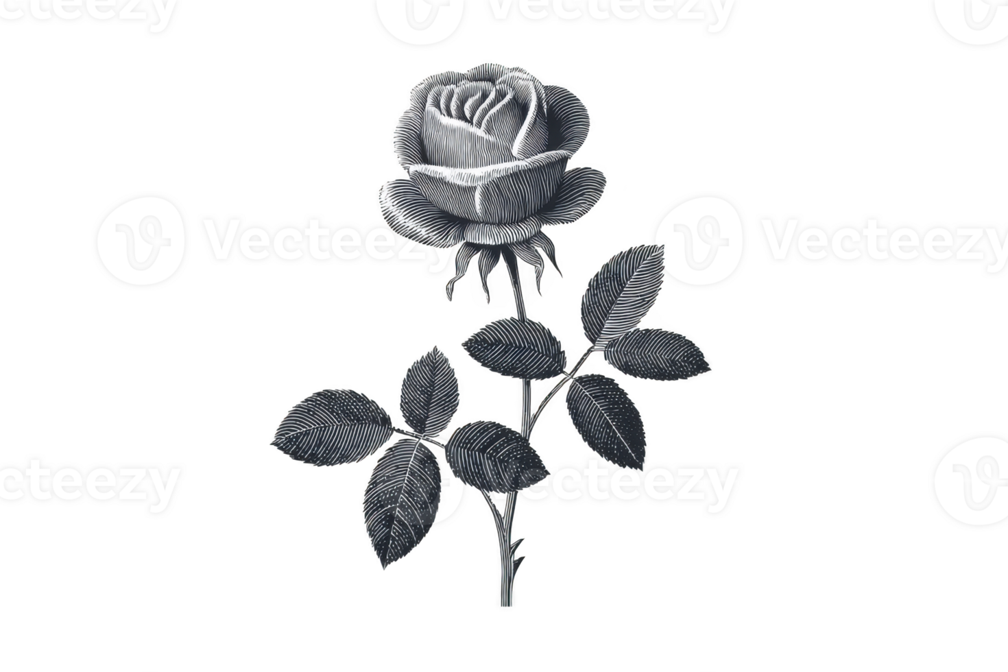 Detailed illustration of single black and white rose with leaves, showcasing intricate linework and shading. monochrome design highlights elegance and beauty of flower png