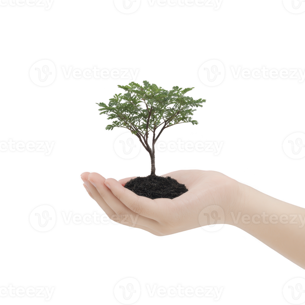 Small tree with lush green leaves is gently held in person hand, symbolizing growth and care. image conveys sense of nurturing and environmental consciousness png