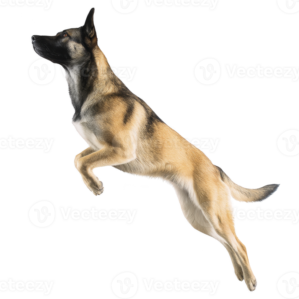 Belgian Malinois dog is captured mid leap, showcasing its agility and strength. dog sleek, muscular build and focused expression highlight its athleticism and determination png