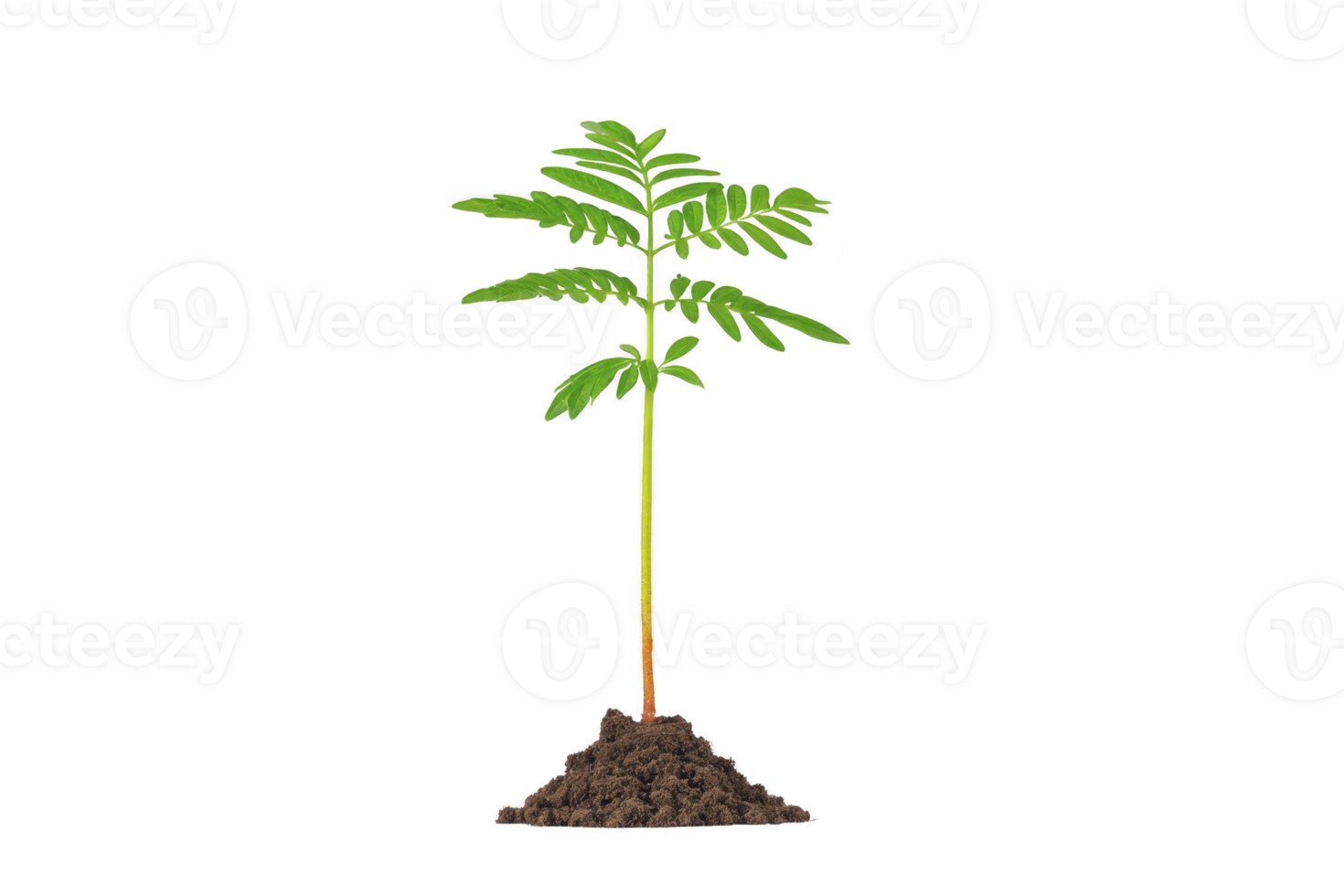 Young green plant with delicate leaves is sprouting from small mound of soil, symbolizing growth and new beginnings. vibrant foliage contrasts with rich brown earth png