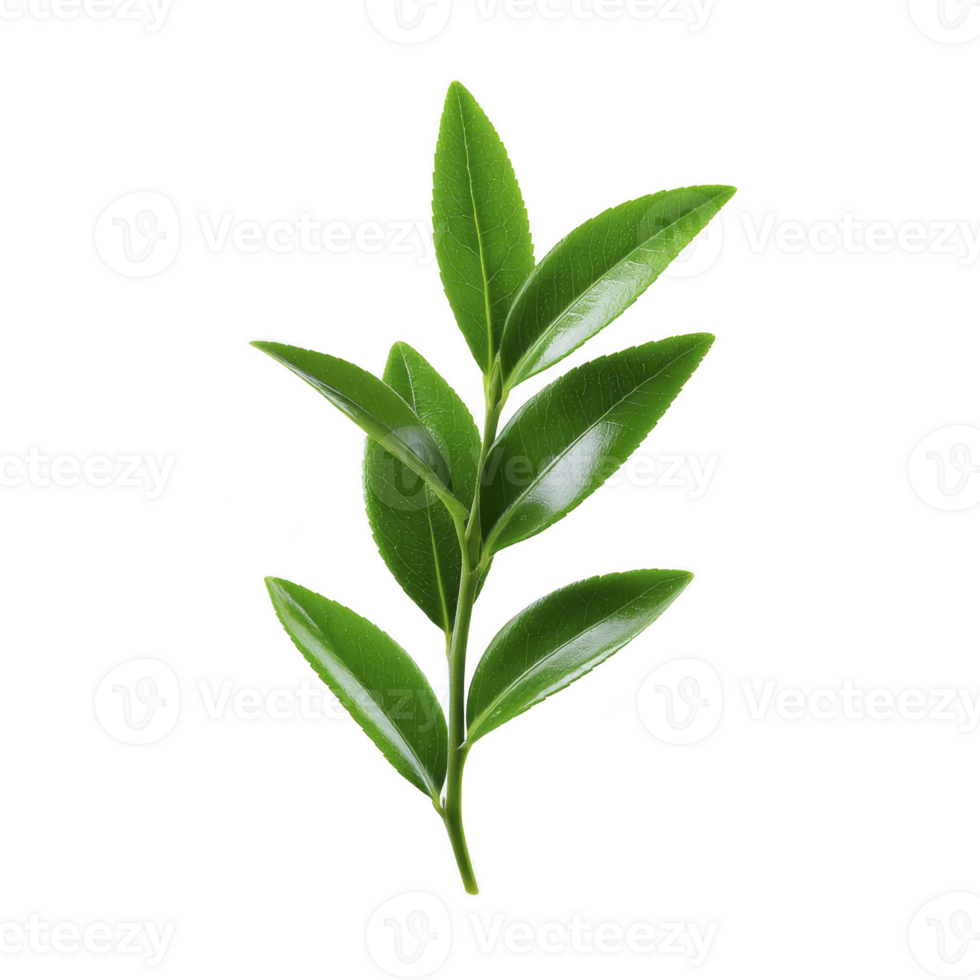 Vibrant green branch with glossy leaves, isolated on transparency background, showcasing nature simplicity and beauty. Perfect for botanical studies or design elements png