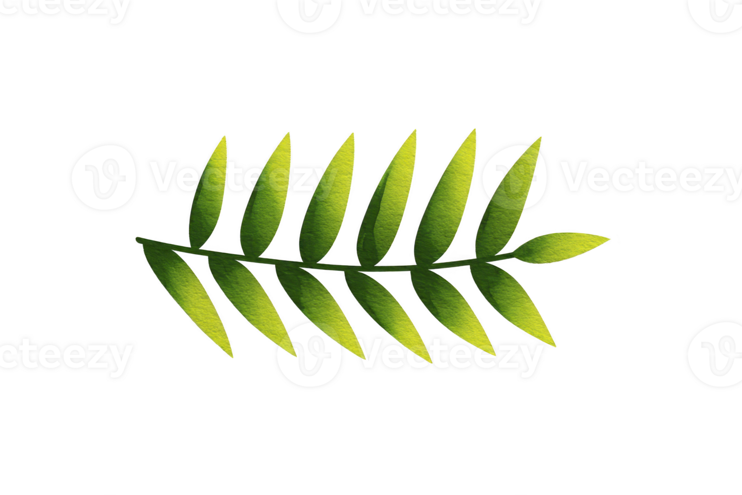 Single green fern leaf with symmetrical pattern on transparency background, showcasing its natural beauty and simplicity png