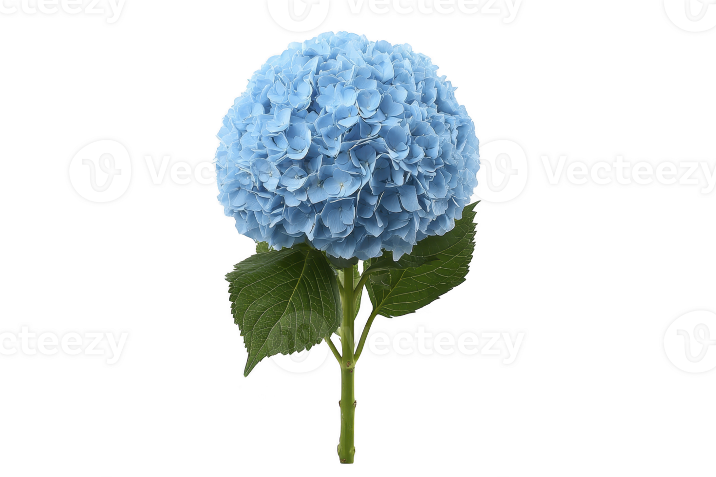 Single blue hydrangea flower with lush green leaves, showcasing its vibrant color and delicate petals. flower is isolated on transparency background, highlighting its natural beauty png
