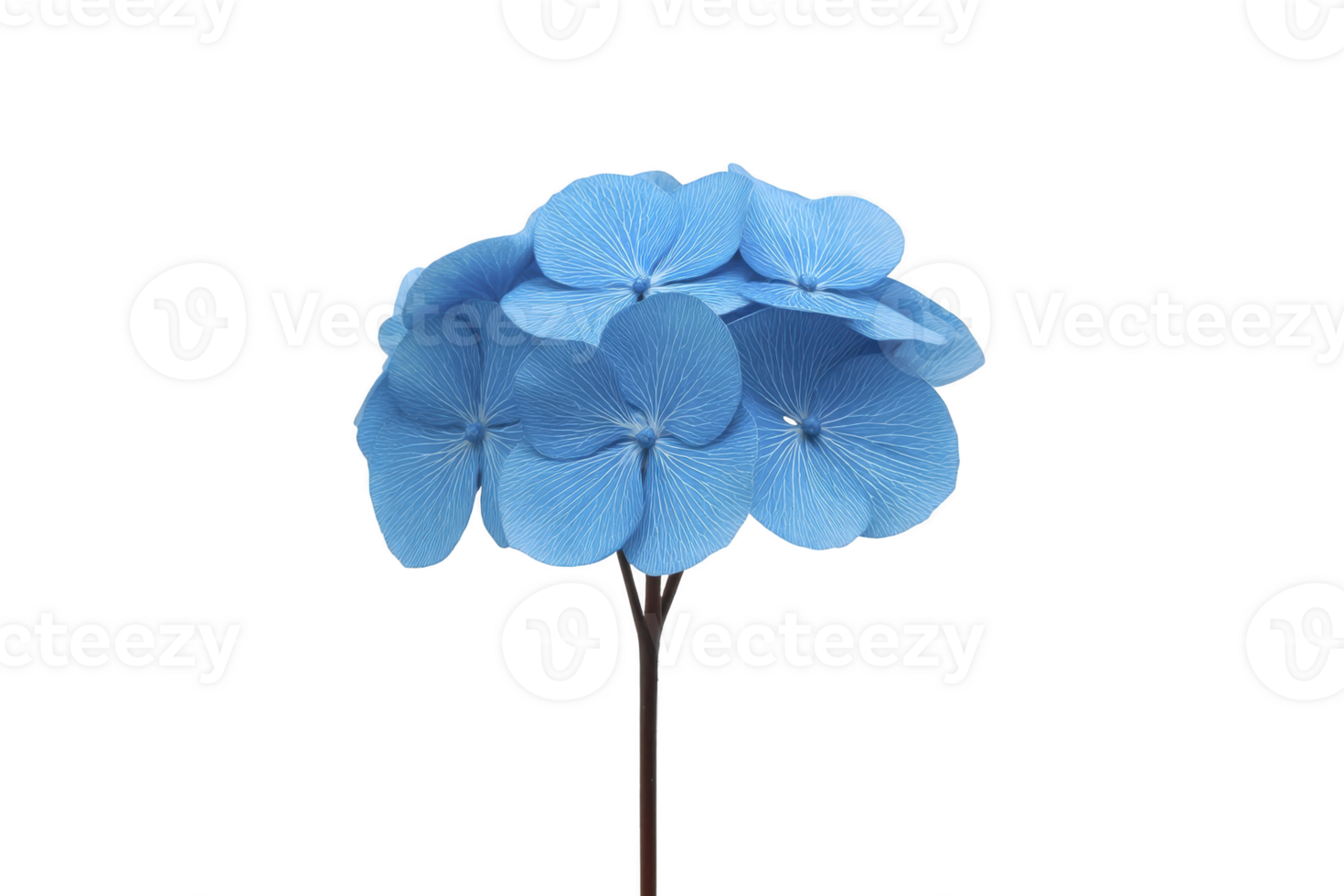 Cluster of vibrant blue hydrangea flowers with delicate petals and intricate textures, set against plain background, creating striking and serene visual png