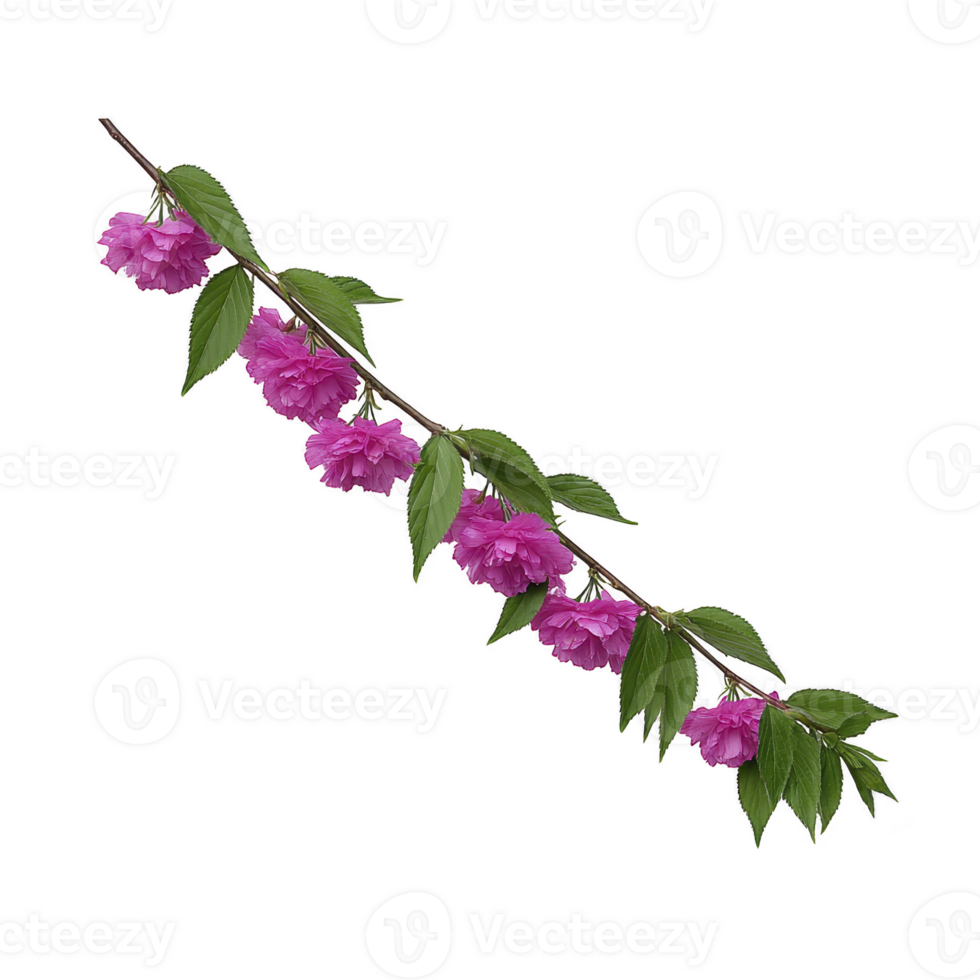 Delicate branch with vibrant pink cherry blossoms and lush green leaves creates striking contrast against plain background, evoking sense of springtime beauty png