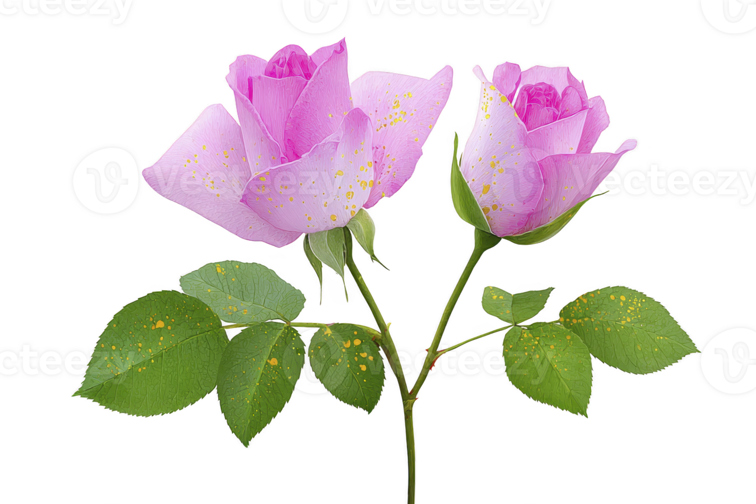 Two pink roses with green leaves are beautifully displayed, showcasing delicate petals and natural elegance. flowers are in full bloom, exuding sense of freshness and beauty png