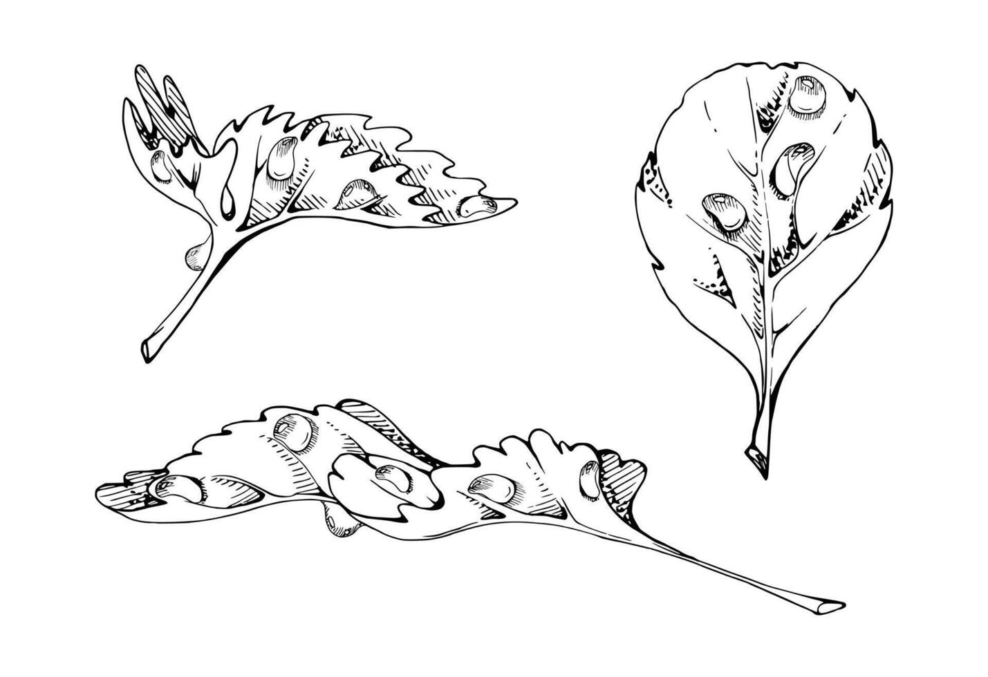 Serrated edge leaf in water dew drops. Flower bush tree herb. Strawberry damson wayfaring burnet parsley blackberry. Isolated hand drawn ink botanical illustration. Wedding florist, cosmetics vector
