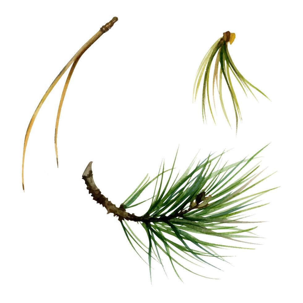 Pine tree needles cluster bough, spruce fir spiky branch, Christmas decoration element. Isolated botanical illustration hand drawn in watercolor. Wedding, florist bouquet shop, gardening calendar vector