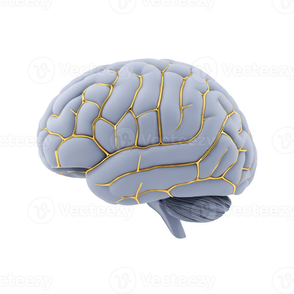 Detailed 3D rendering of human brain with highlighted neural pathways, showcasing intricate structure and complexity of organ. image emphasizes brain anatomy and neural connections png