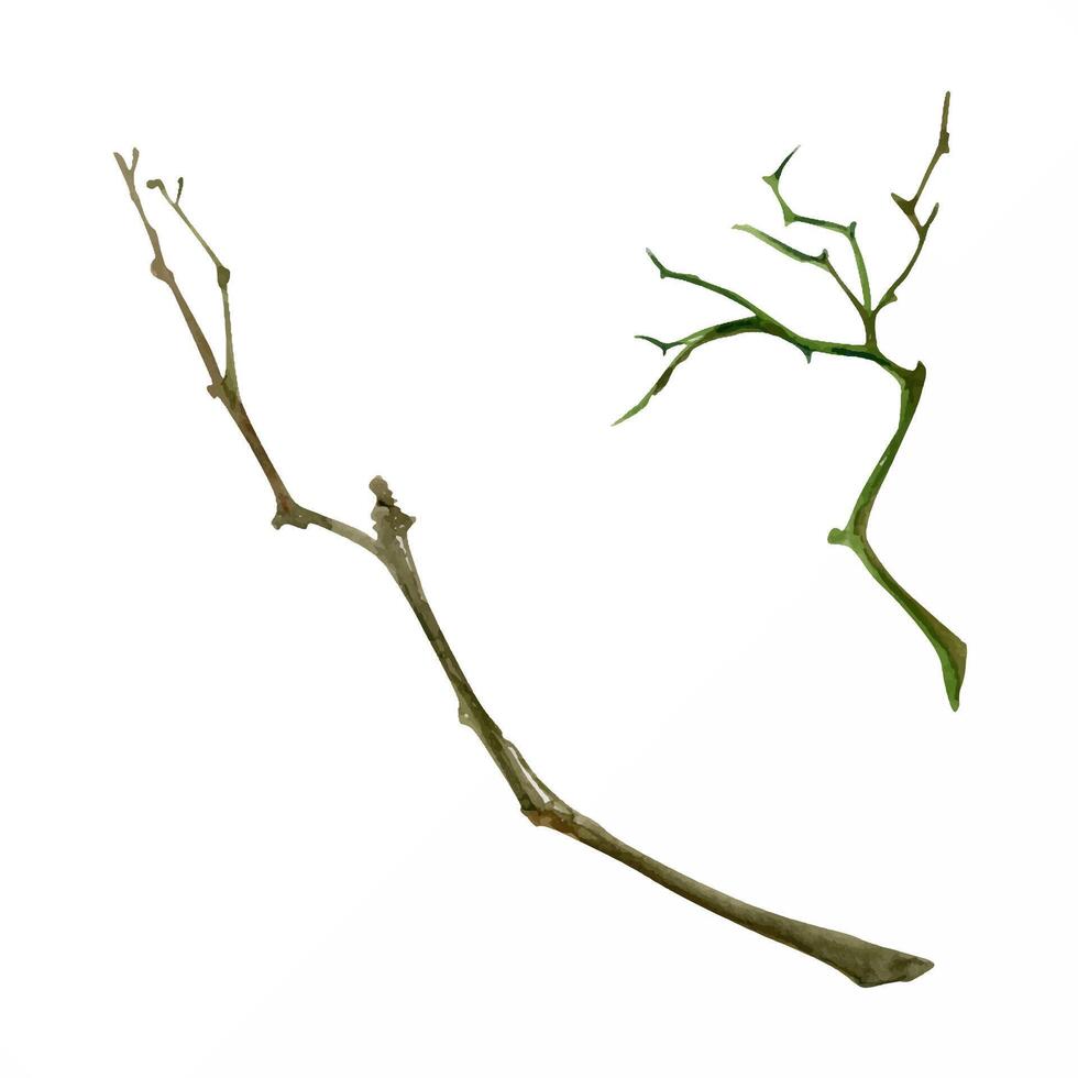 Tree, berry or bush twisted naked branch twig. Spiky stalks buds no leaves, early spring, late autumn or winter. Botanical isolated illustration hand drawn in watercolor. Natural products, bouquets vector