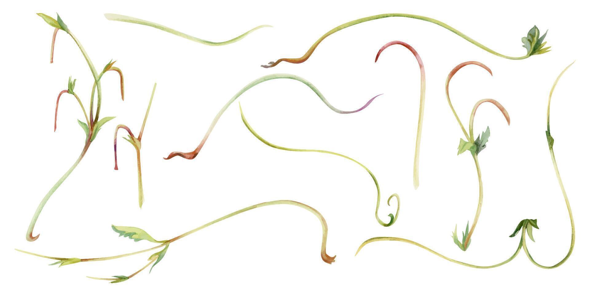 Vine tendril creeper of tree berry flower bush plant, arching flowing stem branch twig with small leaves hand drawn in watercolor. Botanical illustration isolated element set. Scrapbooking decoupage vector
