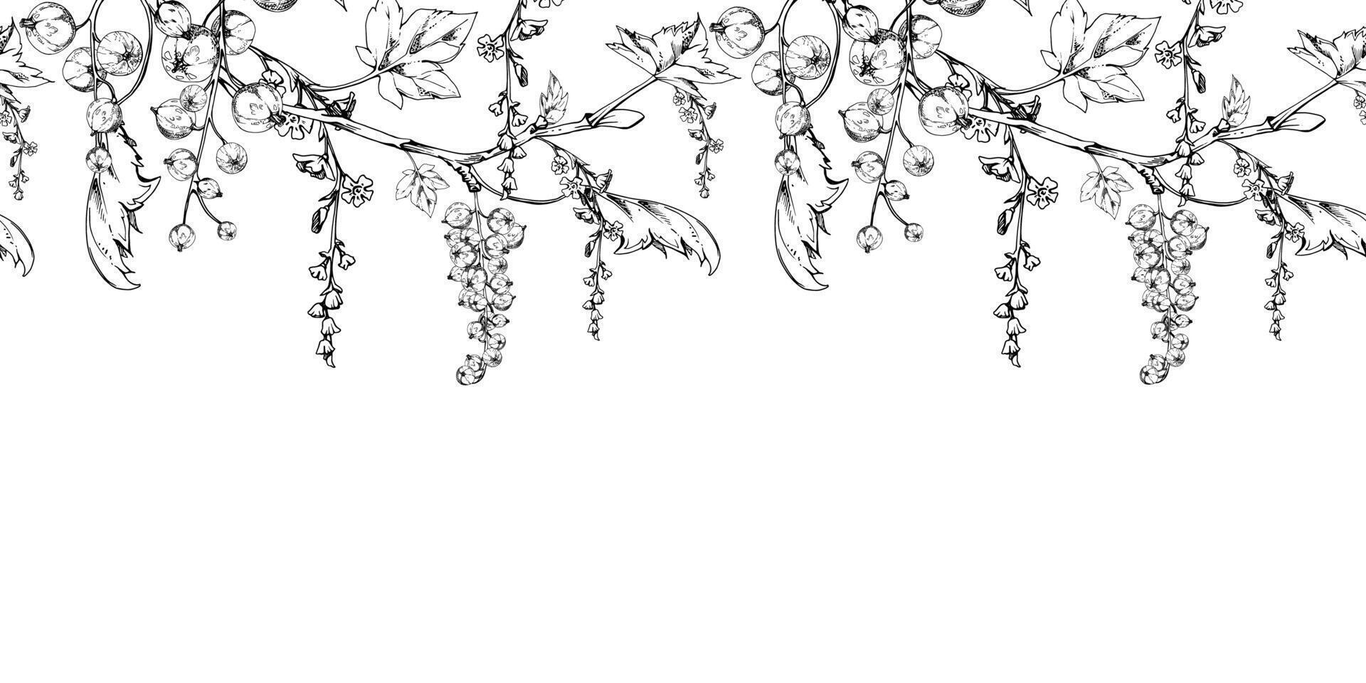 Currant gooseberry with long flower clusters on branch, leaves, hanging ripe garden casseille berry jostaberry. Hand drawn in ink. Isolated seamless banner border garland. Menu, farmers market vector
