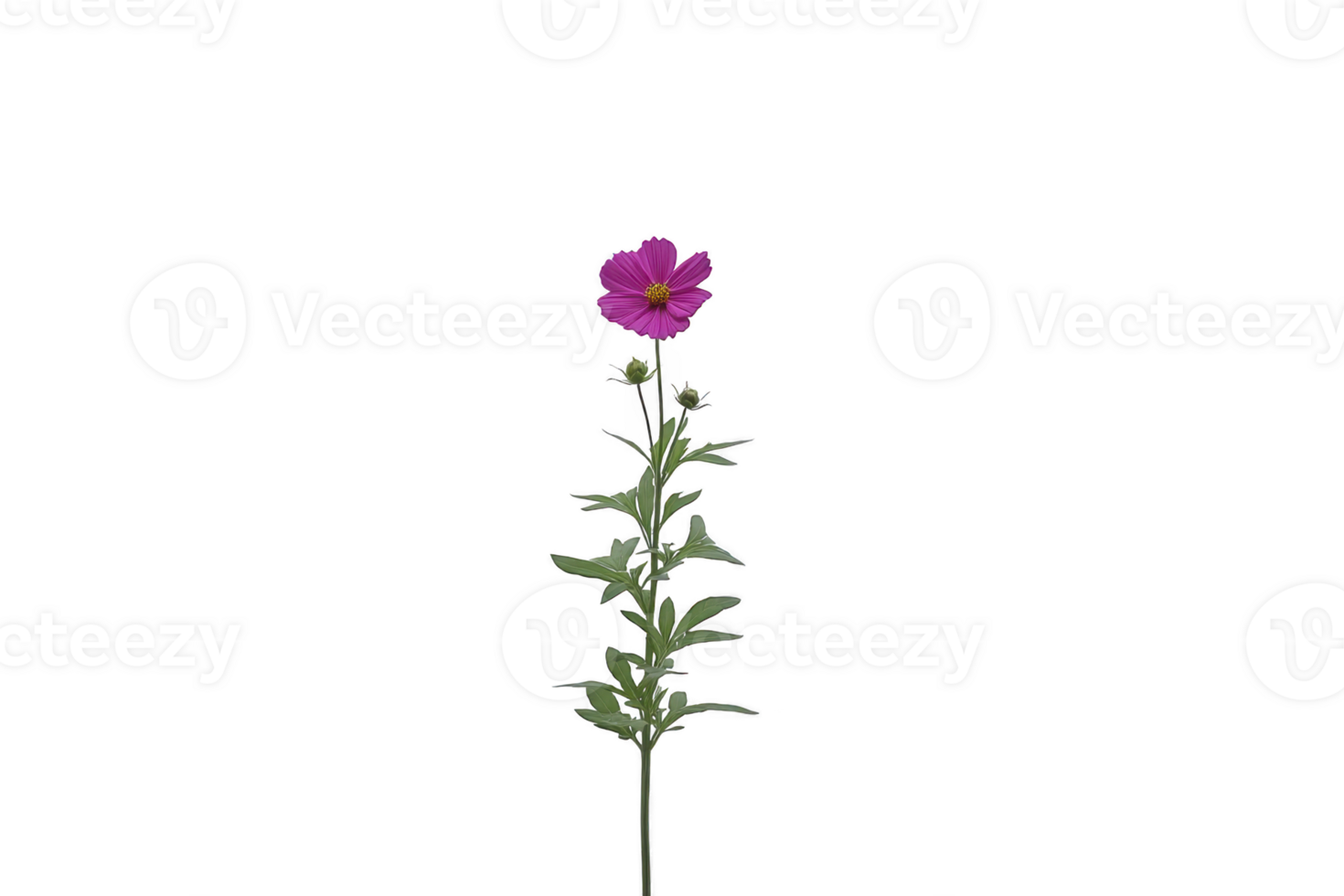 Single vibrant pink cosmos flower stands tall with delicate green leaves, showcasing its natural beauty and simplicity against plain background png