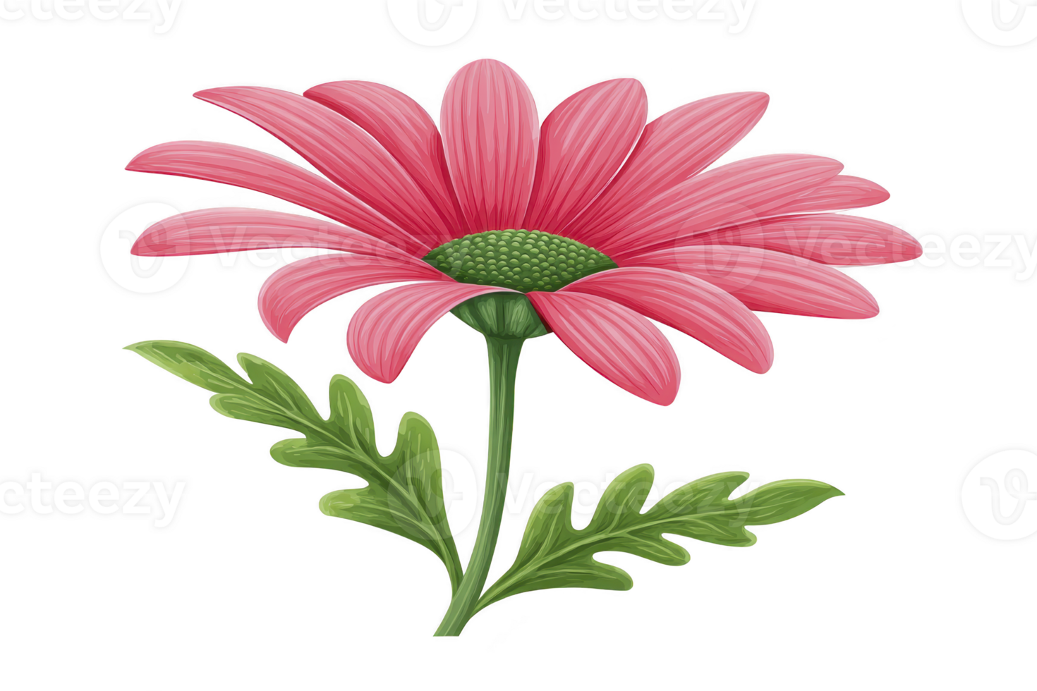 Vibrant pink daisy with lush green leaves, showcasing delicate petals and cheerful appearance. flower is isolated on transparency background, highlighting its natural beauty png