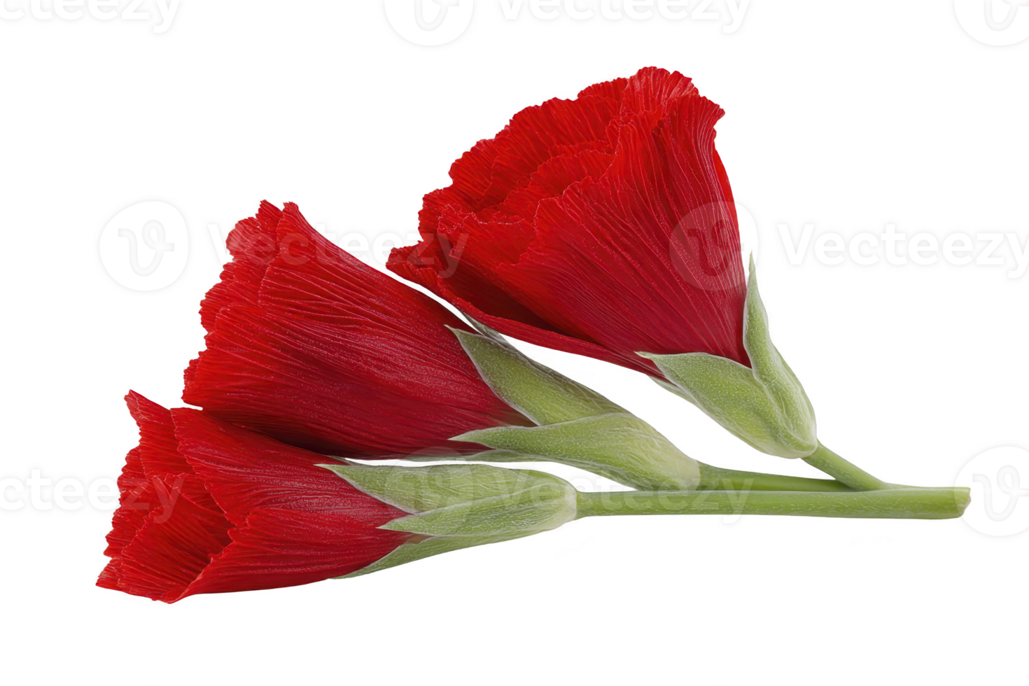 Three vibrant red carnations with green stems are arranged against transparency background, showcasing their delicate petals and natural beauty png