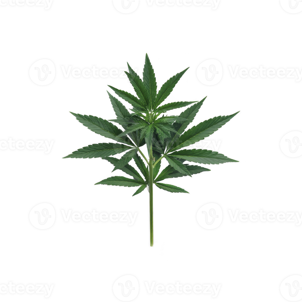 Single green cannabis leaf with multiple pointed leaflets, isolated on transparency background, showcasing its distinct shape and vibrant color png