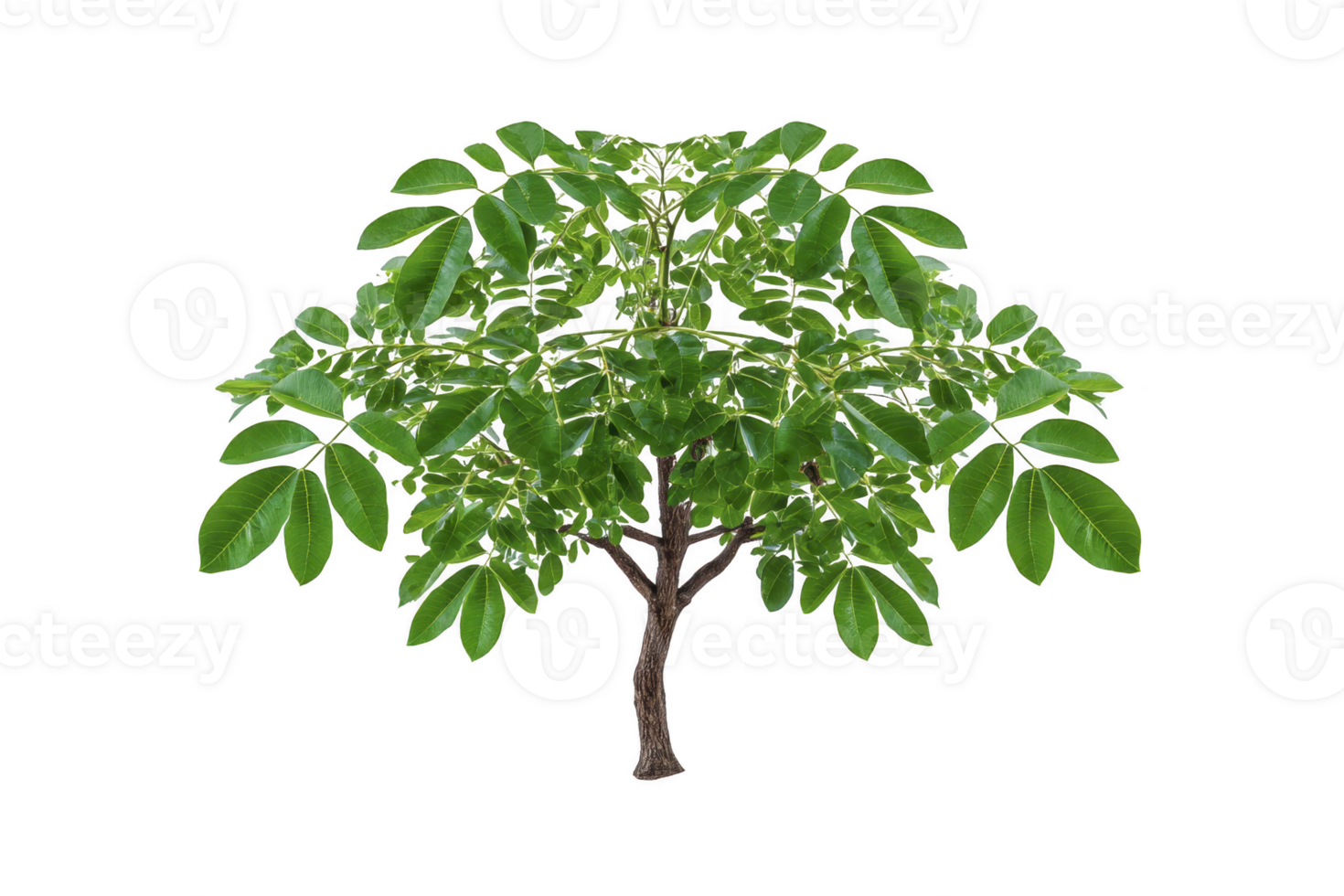 Lush green tree with full canopy of leaves, showcasing nature beauty and vitality. tree stands alone, symbolizing growth and life png