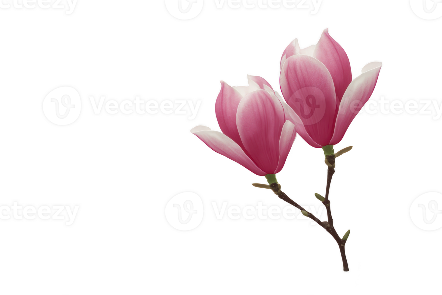 Pink magnolia flowers on branch with delicate petals and soft gradient of pink and white, symbolizing beauty and elegance. background is transparent, highlighting flowers png