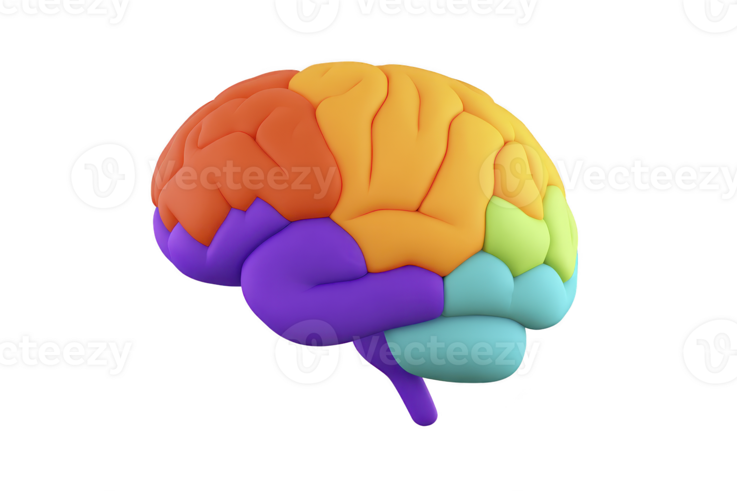 Colorful 3D illustration of human brain, showcasing different regions in vibrant hues, symbolizing creativity and diversity in thought processes png