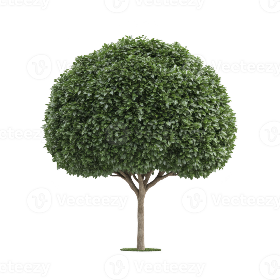 Lush, round shaped tree with dense green foliage and slender trunk stands isolated on transparency background, showcasing its vibrant and healthy appearance png