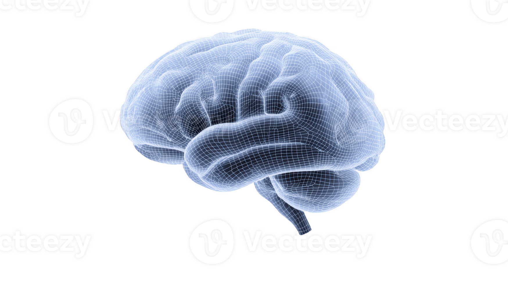 Digital wireframe of human brain, showcasing intricate neural pathways and structures, symbolizing intelligence and technology. transparent design highlights complexity of brain architecture png