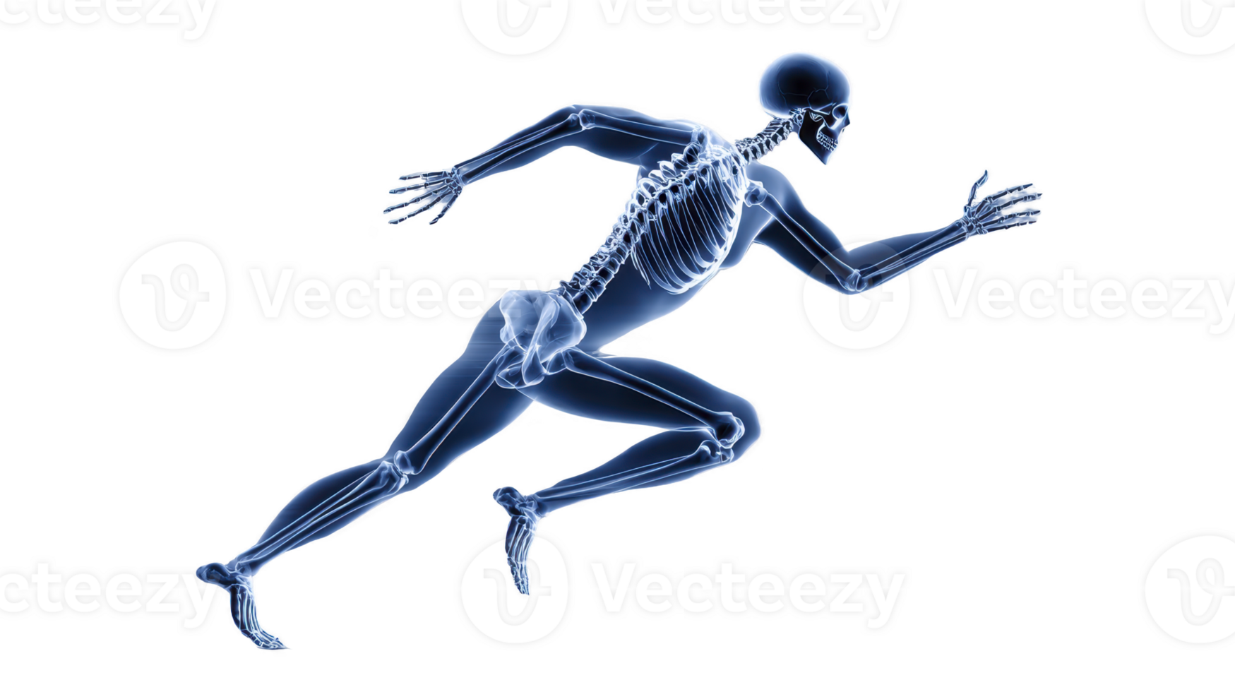 Image shows digital illustration of human skeleton in running pose, highlighting skeletal structure and movement dynamics. transparent effect emphasizes bones and joints png
